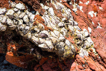 It's Rocks and other formations of th Socotra Island