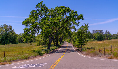Foothills and Oak Trees-018