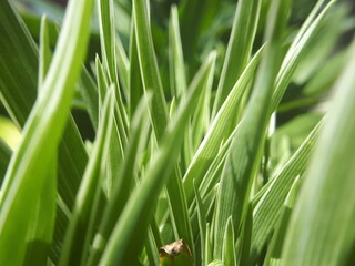 Leaf background