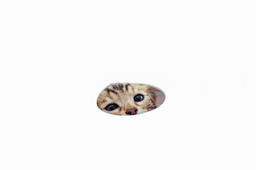 Young cute bengal cat waching from the round hole on the white background.