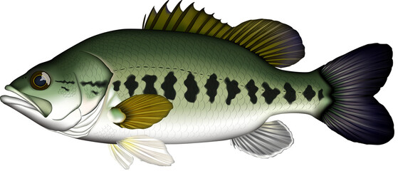 Large-mouth bass ブラックバス　イラスト　ベクター