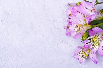 The bouquet of orchids is beautiful, fresh, bright lilac on a light background.