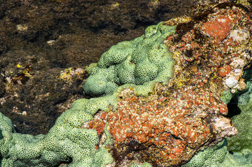 It's Socotra Island, Yemen. UNESCO World Heritage