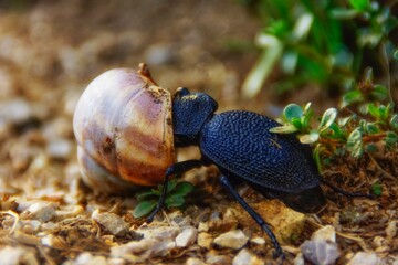 beetle on the ground