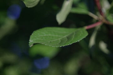 Green leaves lit by the sun