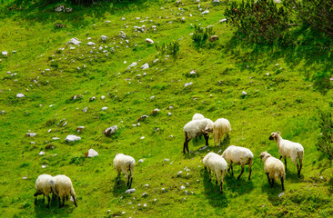 Obraz premium sheep in the meadow