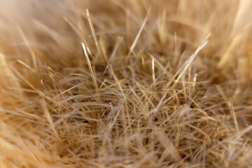 Fototapeta premium Close up brush background and macro brush textrue