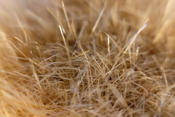 Close up brush background and macro brush textrue