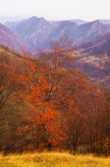 Fototapeta premium autumn landscape in the mountains