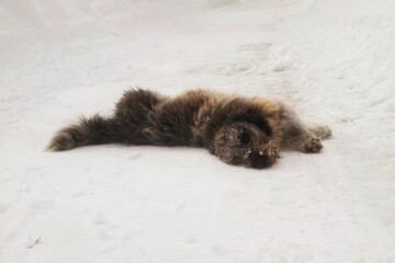 dog on snow