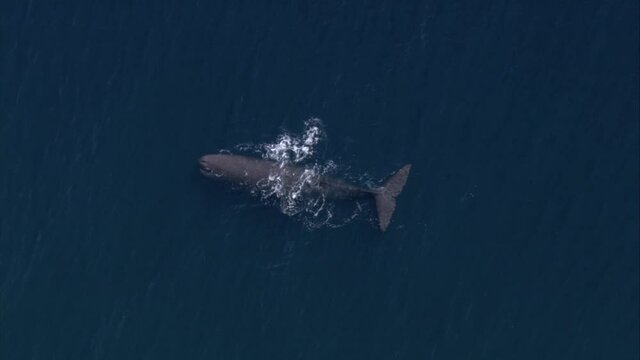 Sperm whale on the surface and then diving with a tail fluke 