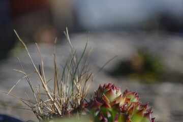 red and light green cactus growing the rock