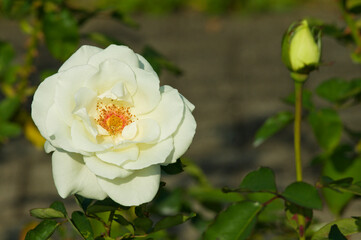 Fototapeta premium The name of this rose is 