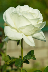 Obraz premium The name of this rose is 