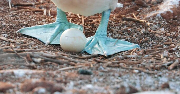 Telephoto shot of blue footed booby nuturing her baby egg