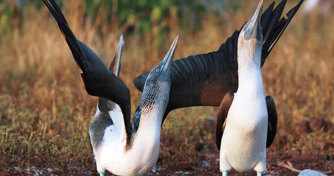 Blue Footed Booby in a mating dance, telephoto