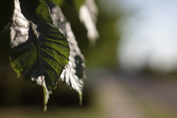 Green leaves lit by the sun