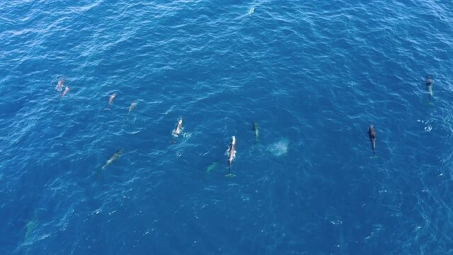 Group of Long finned pilot whales filmed with a drone aerial view