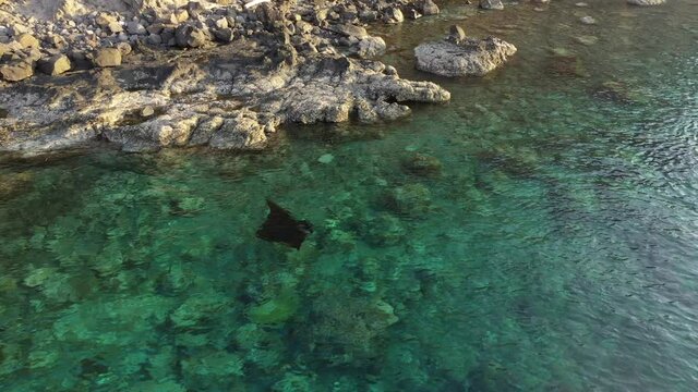 Drone captures a Black Reef Manta ray feeding in the shallows