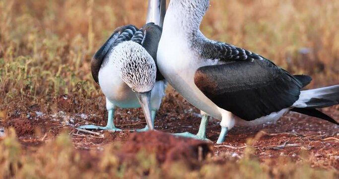 Mating call dance with two blue footed booby in Galapagos Islands. Gurgling throat effect