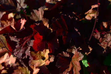 Shades of red leaves