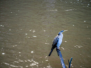 Cormorant Low Head High