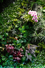 Green plants decorate on wood wall