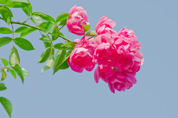 The name of these roses is "Angela".