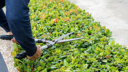 Obraz premium Workers cutting trees with scissors in the hotel garden