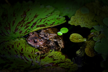 A toad in a lotus pond