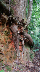 Tree roots grow over orange coloured rocky embankment in the rainforest. Currumbin Valley, Queensland, Australia.
