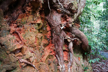 Tree roots grow over orange rocky embankment in the rainforest at Currumbin Valley, Gold Coast Hinterland, Queensland, Australia.