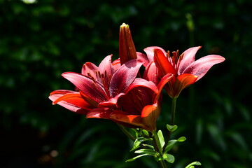 赤い百合、木漏れ日、光、揺らぎ、ユリ、花イメージ素材
