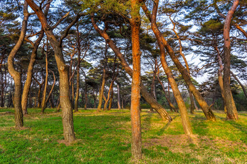 It's Forest area of Pyongyang, North Korea