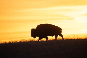 Foto op Plexiglas buffel bij zonsondergang © Jennifer