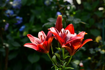 紫陽花の季節の赤い百合、木漏れ日、光、揺らぎ、ユリ、花イメージ素材