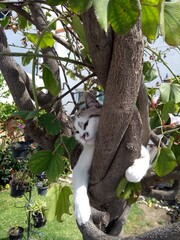 cat in tree
