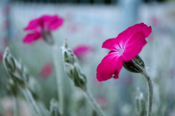 Red Campion (lychnis coronaria) is carmine red blooming in the garden in june