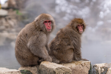 Snow Monkey Jigokudani National Park in Japan.