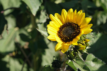 Small fall sunflower in bloom.