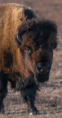 american bison © Jennifer