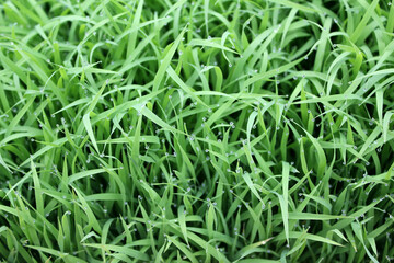 spring season abstract natural background of green rice farm close up with water drop . grass with water drops . 