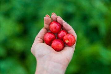 Red Cherry in the hand on green background
