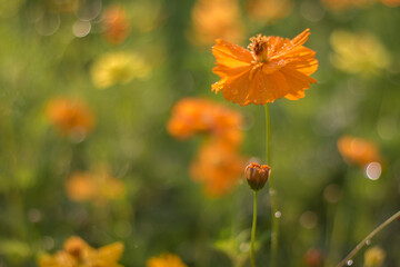 fresh yellow cosmos flowers macro