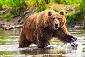Naklejka na ściany i meble Ruling the landscape, brown bears of Kamchatka (Ursus arctos beringianus)