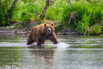Plakat Ruling the landscape, brown bears of Kamchatka (Ursus arctos beringianus)