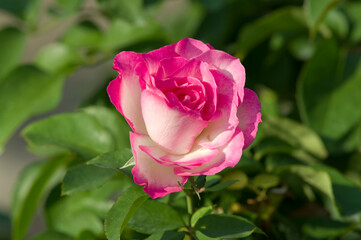 The name of this rose is 
