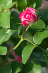Fototapeta premium The name of this rose is 