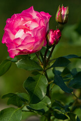 The name of this rose is "Bordure Rose".