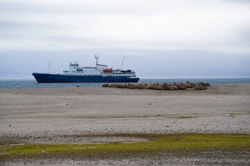 Walrus haul out on a beach on the island "Nordaustlandet" which belongs to Svalbard. Green moss in the foreground. A blue expedition ship in the background.